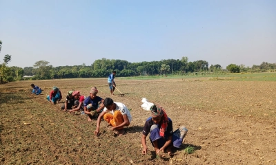 পেঁয়াজ রোপণের ভরা  মৌসুমে শ্রমিক সংকট