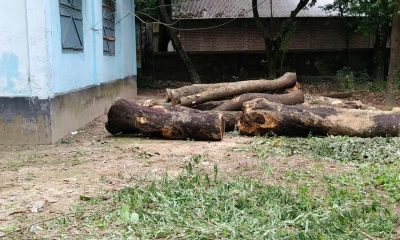 টেন্ডার ছাড়াই গাছ কাটা