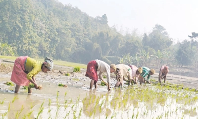ঐতিহ্যবাহী পদ্ধতিতে ধান  রোপণে প্রাণ ফিরেছে মাঠে