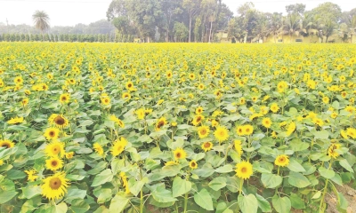 সূর্যমুখী চাষে বাণিজ্যিক সম্ভাবনা