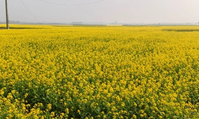 সরিষার হলুদ ফুলে  দুলছে কৃষকের স্বপ্ন