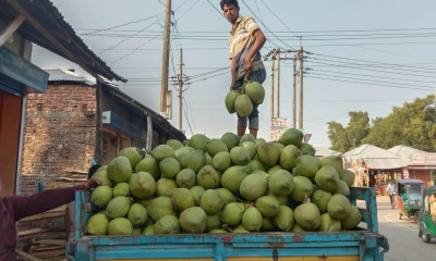 ডাবে সমৃদ্ধ হচ্ছে ভোলার অর্থনীতি