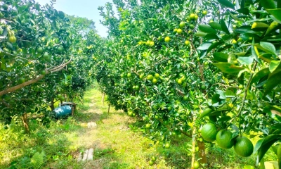 সবুজ মাল্টা চাষে ভাগ্য বদল  জকিগঞ্জের চাষিদের