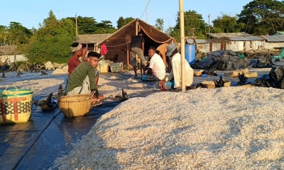 মাঠে মাঠে শুঁটকি, ঘাটে ঘাটে ব্যস্ততা