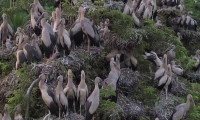 পাখির গ্রাম কানাইপুকুর