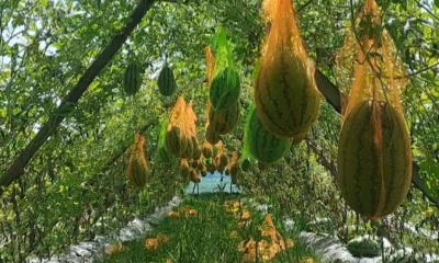 ইউটিউব দেখে অসময়ে  তরমুজ চাষে সফল দিপু