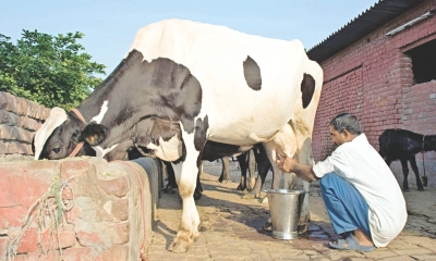 গাভীর দুধ উৎপাদন বাড়ানোর পদ্ধতি