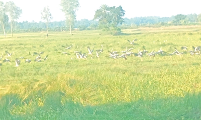অতিথি পাখির কলরবে  জেগে উঠেছে নদীপাড়