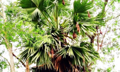 শিল্পের বড়াই করা বাবুই  এখন বিলুপ্তির পথে