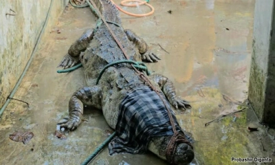 পদ্মার শাখা নদী থেকে ধরা পড়েছে  আতঙ্ক ছড়ানো কুমির