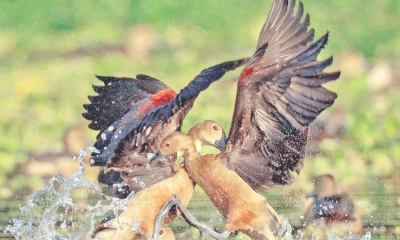 অতিথি পাখির আগমন  হ্রাসের বড় কারণ