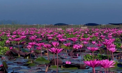 মুগ্ধতা ছড়াচ্ছে হাওড়ের  লাল শাপলা বিল