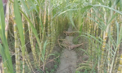 ভোলায় আখের বাম্পার ফলন