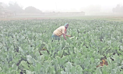 চাষ করুন শাক-সবজি