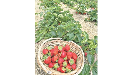 স্ট্রবেরি চাষ পদ্ধতি