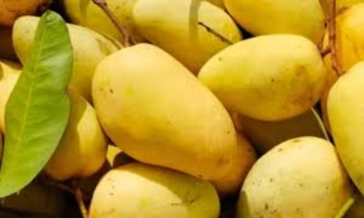 অসময়ের আম নিয়ে প্রতারণা