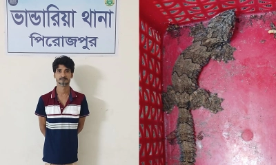 তক্ষকসহ দক্ষিণাঞ্চলের চোরাচালান চক্রের মূল হোতা সুমন আটক