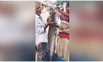 দেওয়ানগঞ্জে যমুনায় জেলের জালে ধরা পড়ল ১৫ কেজির বোয়াল মাছ
