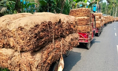 তামাক কোম্পানির ফাঁদে কৃষক, প্রতিশ্রুতি ভঙ্গের পর সচেতন চাষিরা
