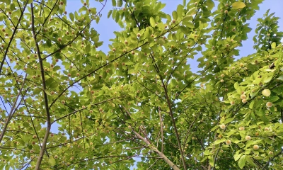 বর্ষার আগমনী বার্তা নিয়ে ফুটেছে কদম ফুল