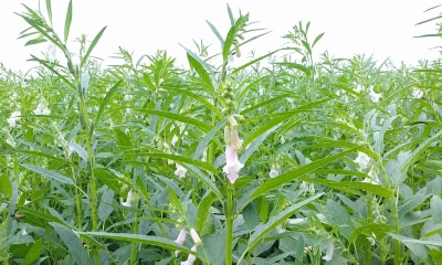 ধুনটে ১ বিঘা জমির পাকা তিল কেটে নেওয়ার অভিযোগ