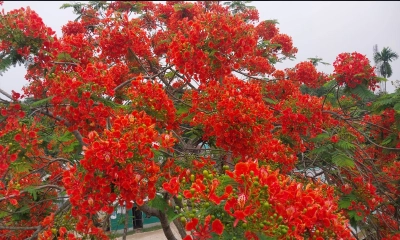 কৃষ্ণচূড়ার আগুন লাগা রঙে সেজেছে গৌরীপুর  