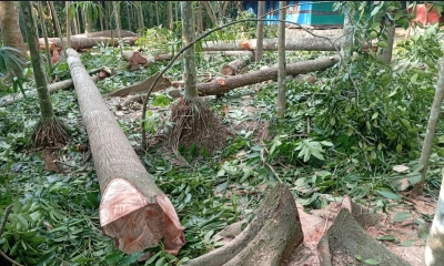সেনাসদস্য মো. হুমায়ুন কবিরের মালিকানাধীন জমি থেকে ৫২টি মেহগনি ও চম্বল গাছ কেটে নেওয়ার অভিযোগ। ছবি : রূপালী বাংলাদেশ