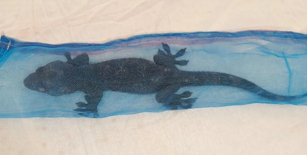 পাচারের সময় উদ্ধার হওয়া তক্ষক