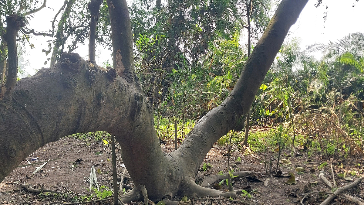 রায়বাড়ির জঙ্গলে অপরাধীদের ভয়ংকর আস্তানা। ছবি : রূপালী বাংলাদেশ