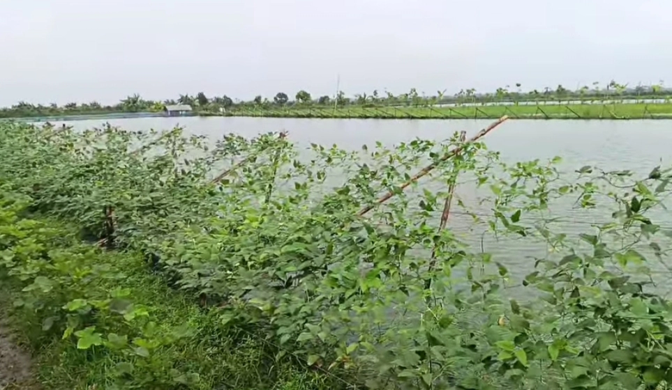 সবজি  চাষ