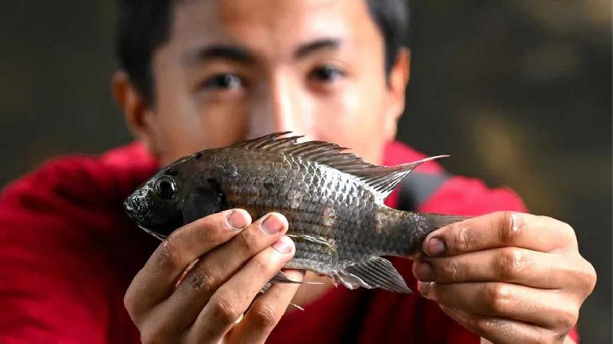 তেলাপিয়া মাছ।