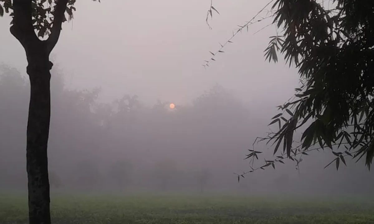 শীতে ঢেকে গেছে তেঁতুলিয়ার প্রকৃতি। ফাইল ছবি