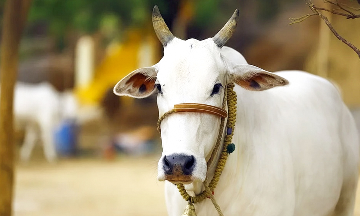 গরু। ছবি- সংগৃহীত