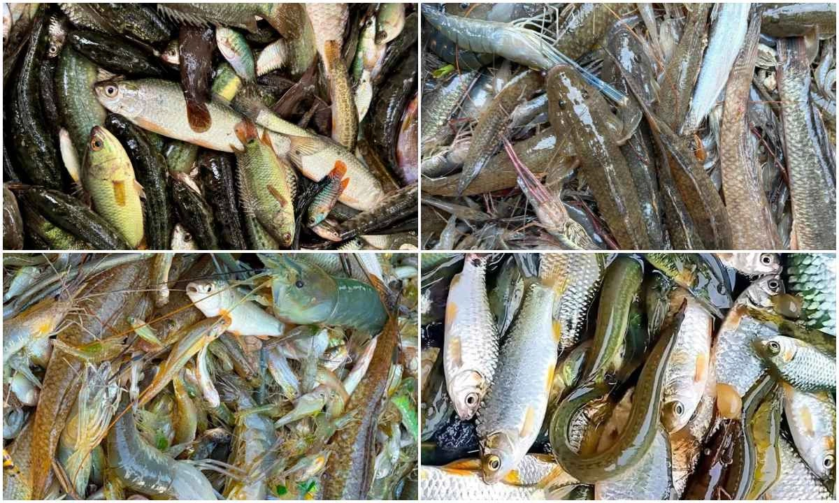 তাড়াইলের জলাশয় থেকে হারিয়ে যাচ্ছে দেশি মাছ। ছবি- রূপালী বাংলাদেশ