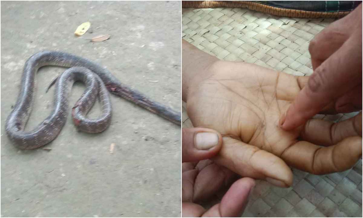 সাপের কামড়ে গৃহবধূর মৃত্যু