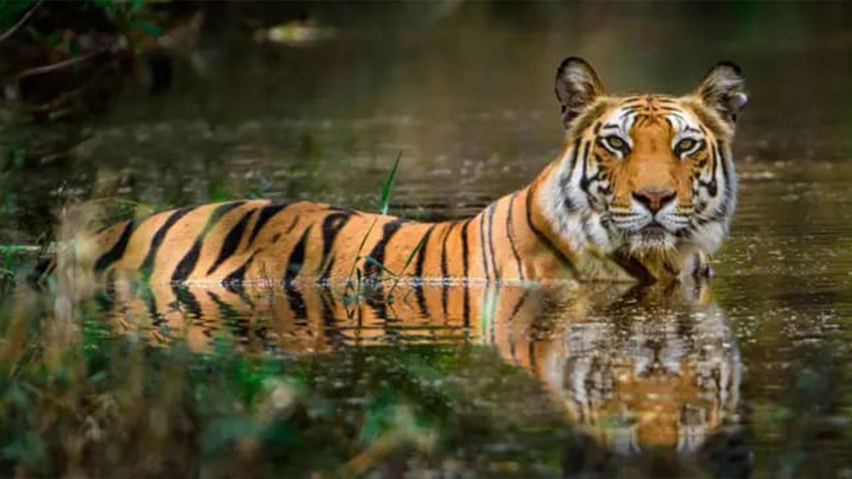 সুন্দরবনে বাঘ। ছবি- সংগৃহীত