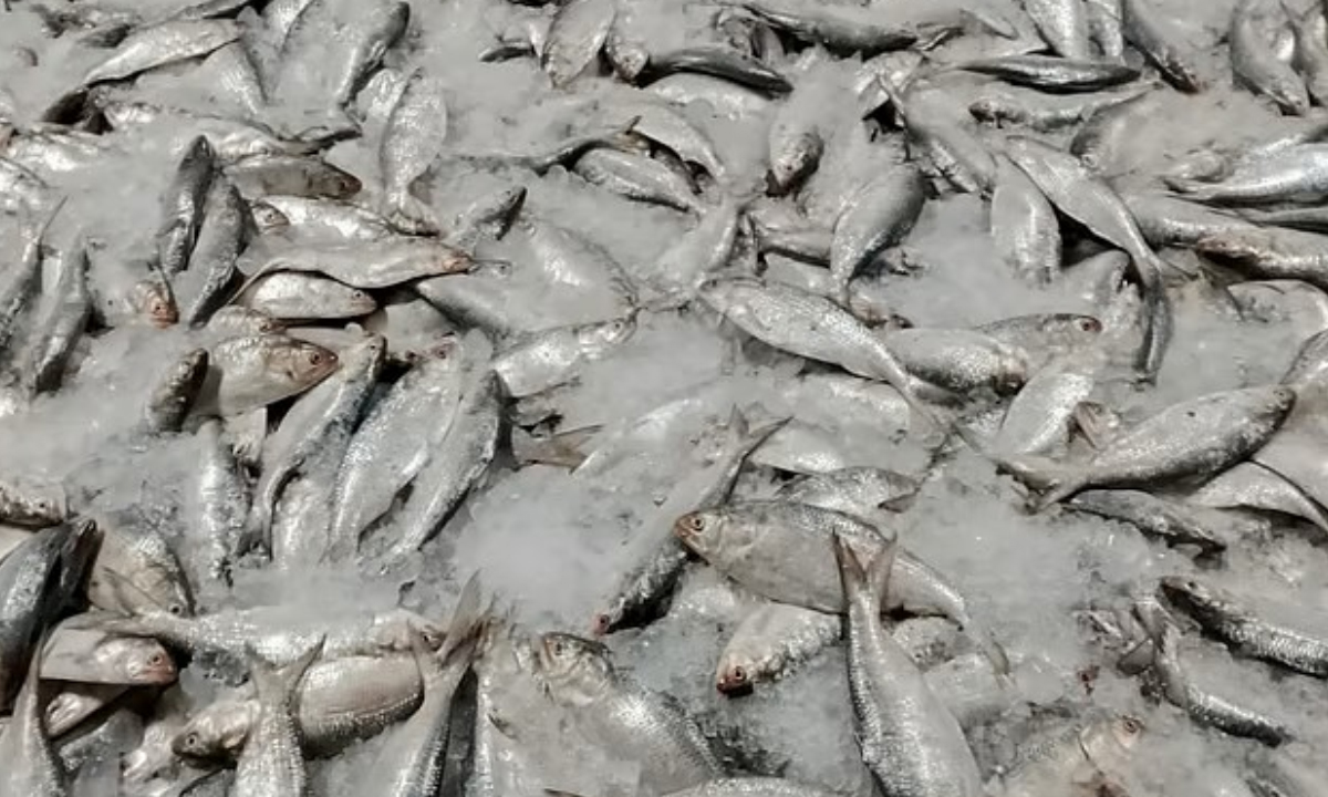 টেকনাফে ধরা পড়া ইলিশ। ছবি- সংগৃহীত