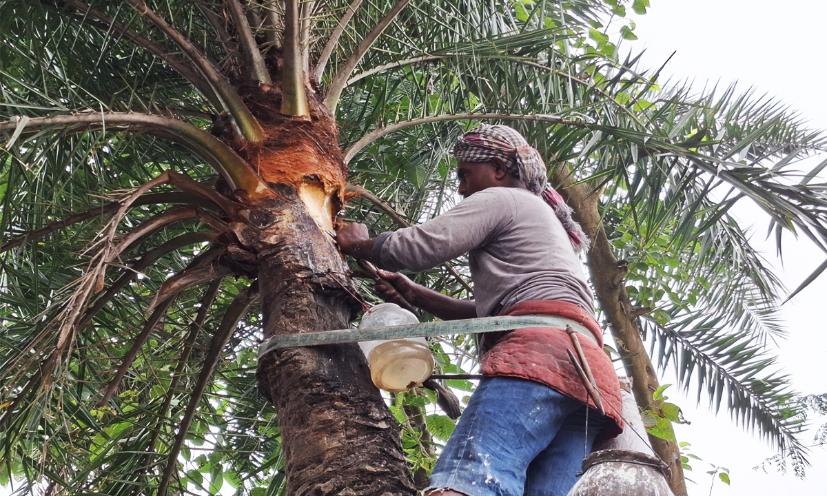 রস সংগ্রহ করছে এক গাছি। ছবি : রূপালী বাংলাদেশ