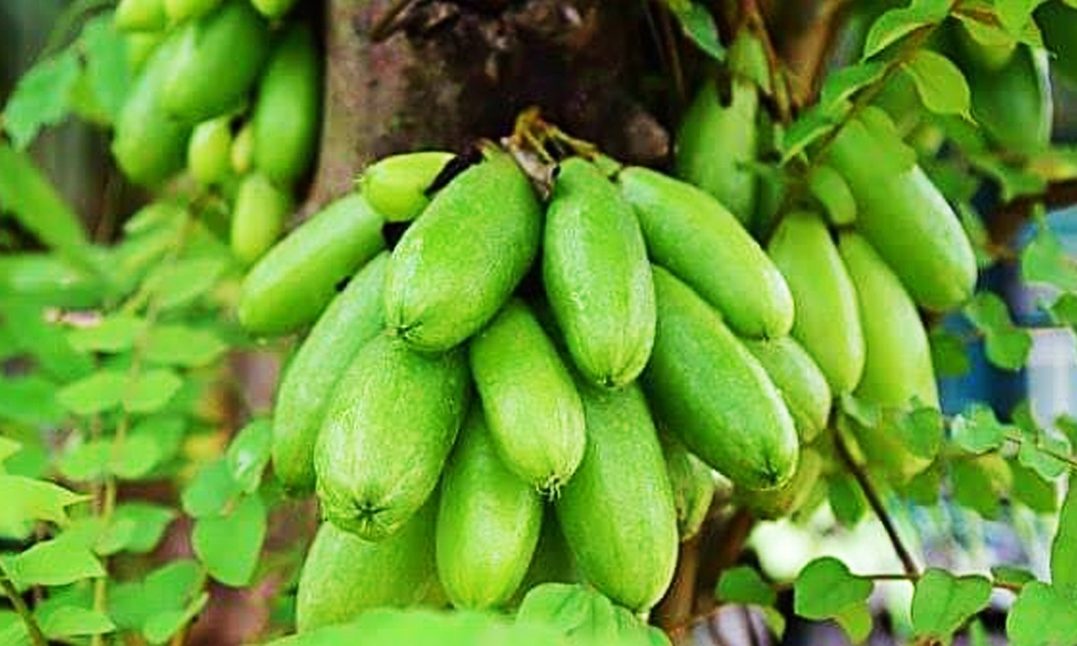 বিলিম্বি ফল। ছবি: রূপালী বাংলাদেশ