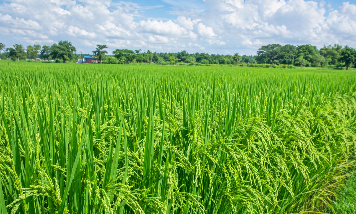 ছবি : রূপালী বাংলাদেশ