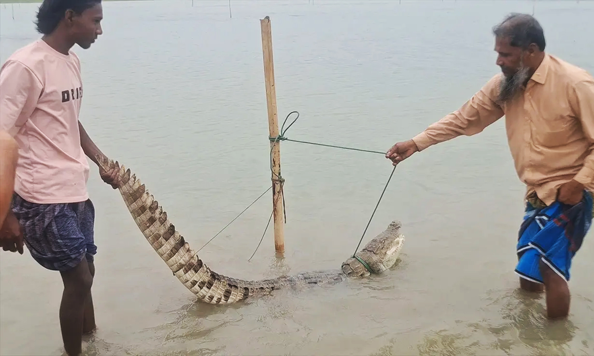 ছবি : রূপালী বাংলাদেশ