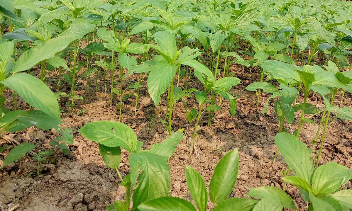 ছবি : রূপালী বাংলাদেশ
