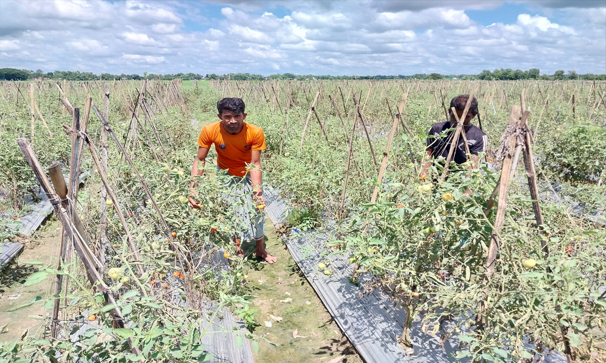 টমেটো চাষে কৃষকের সাফল্য। ছবি- সংগৃহীত