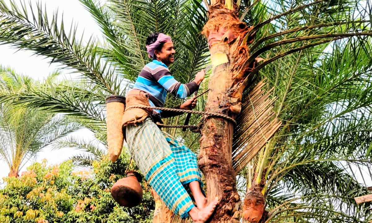 রস সংগ্রহ করছেন এক গাছি। ছবি : রূপালী বাংলাদেশ