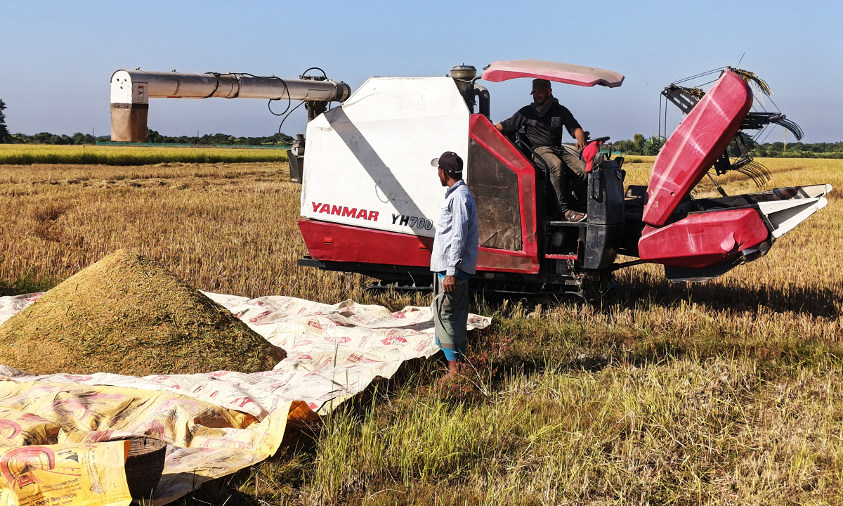 হারভেস্টার মেশিনে ধান কাটা হচ্ছে। ছবি : রূপালী বাংলাদেশ