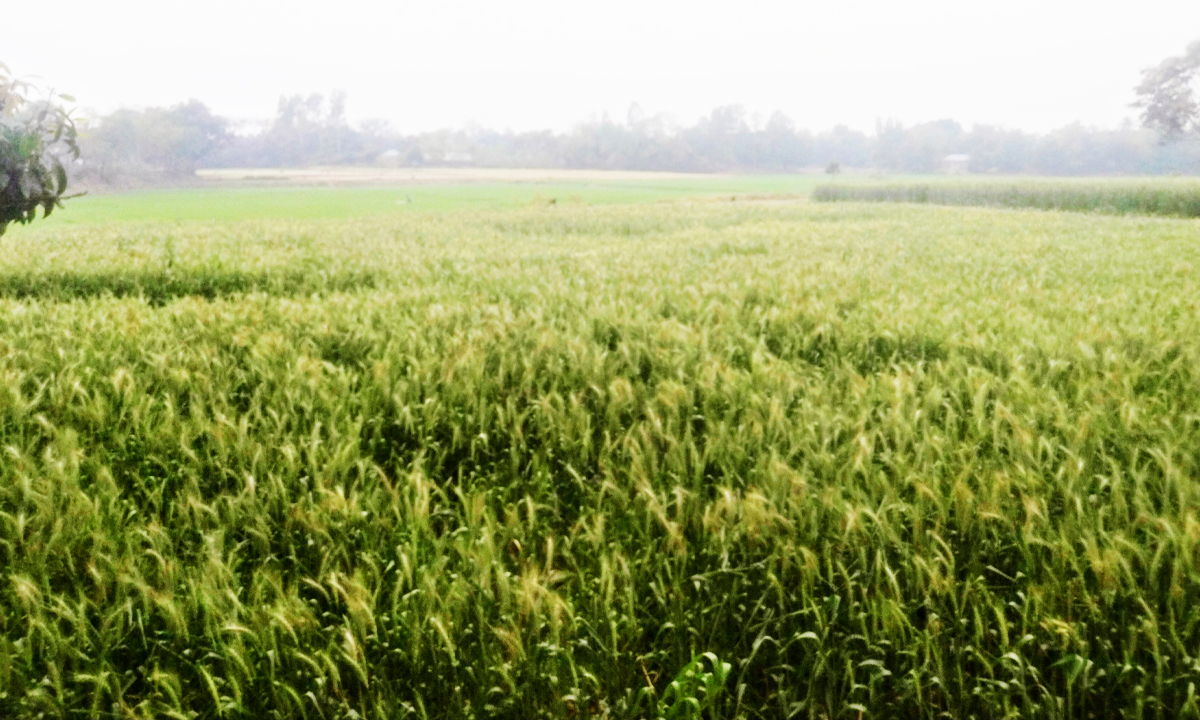 সবুজ গম ক্ষেত। ছবি : রূপালী বাংলাদেশ
