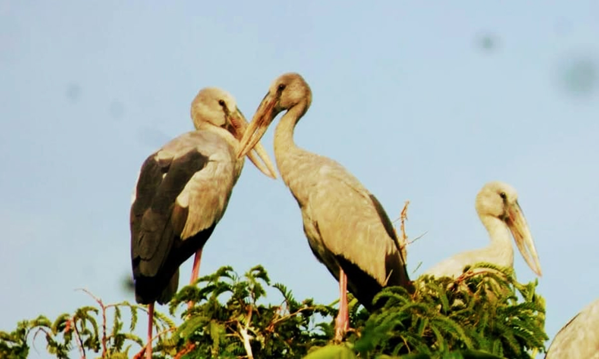 অতিথি পাখির আগমন। ছবি : রূপালী বাংলাদেশ