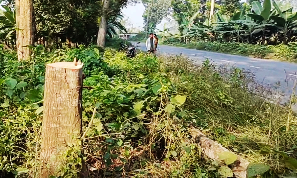 সড়কের ওপর গাছ ফেলে পথ আটকিয়ে ডাকাতি। ছবি:  রূপালী বাংলাদেশ