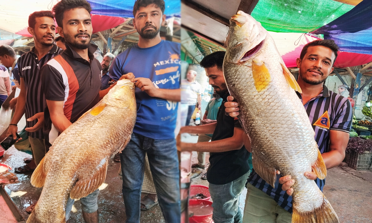 সবচেয়ে বড় কোরাল মাছ। ছবি: রূপালী বাংলাদেশ