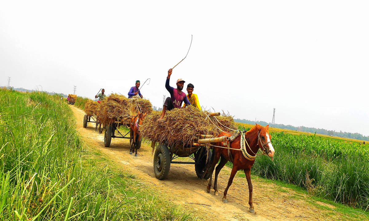 ঘোড়ার গাড়িতে পণ্য পরিবহন করছে স্থানীয়রা। ছবি : রূপালী বাংলাদেশ